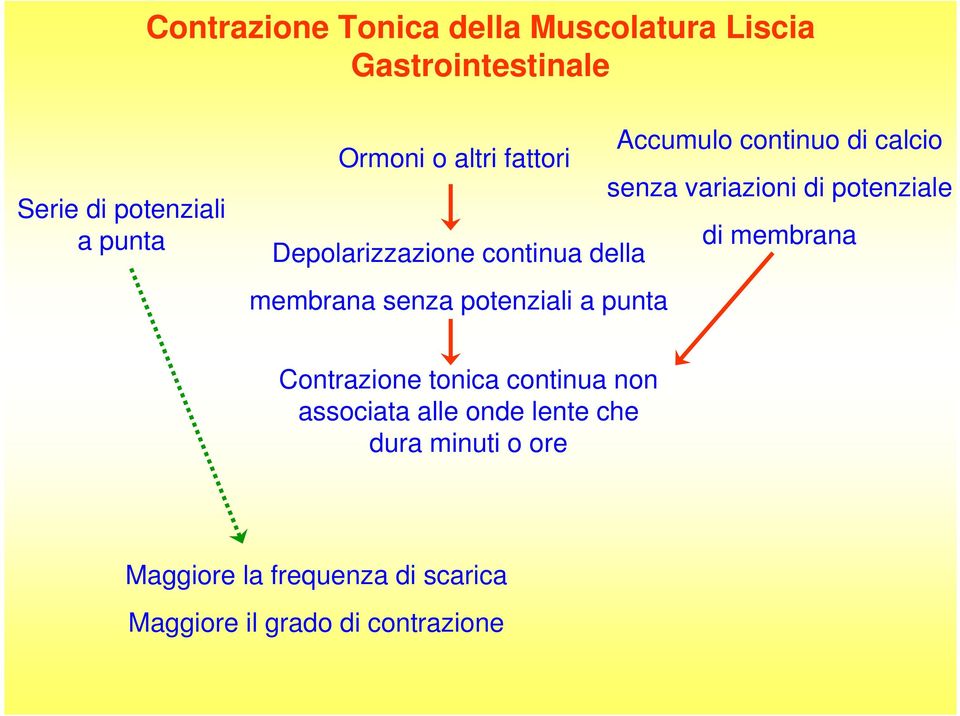 Depolarizzazione continua della membrana senza potenziali a punta Contrazione tonica continua non