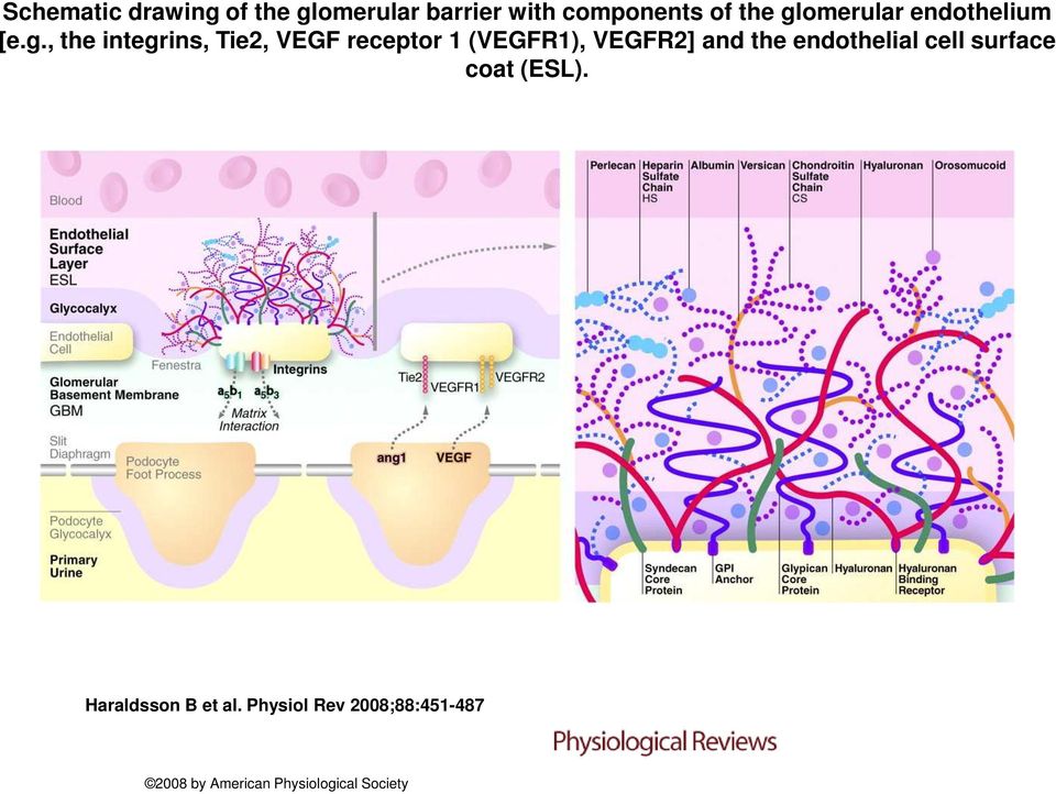 (VEGFR1), VEGFR2] and the endothelial cell surface coat (ESL).