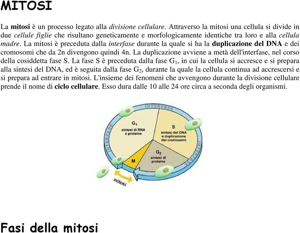 La mitosi è preceduta dalla interfase durante la quale si ha la duplicazione del DNA e dei cromosomi che da 2n divengono quindi 4n.