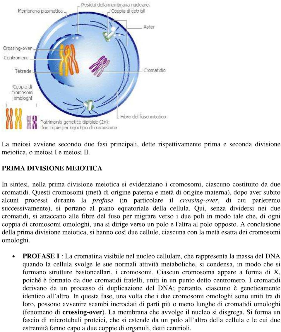 Questi cromosomi (metà di origine paterna e metà di origine materna), dopo aver subito alcuni processi durante la profase (in particolare il crossing-over, di cui parleremo successivamente), si