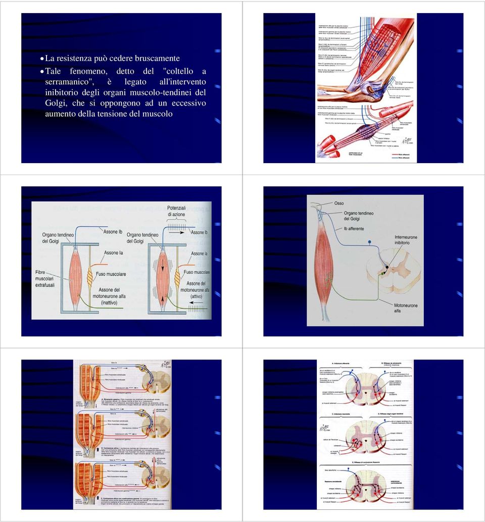 inibitorio degli organi muscolo-tendinei del Golgi, che