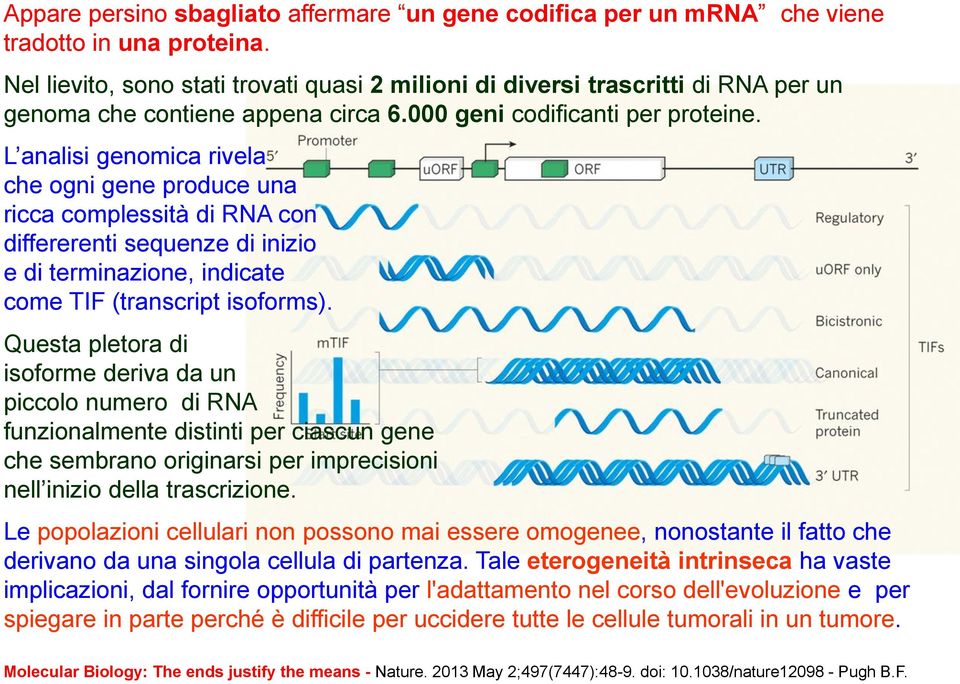 L analisi genomica rivela che ogni gene produce una ricca complessità di RNA con differerenti sequenze di inizio e di terminazione, indicate come TIF (transcript isoforms).