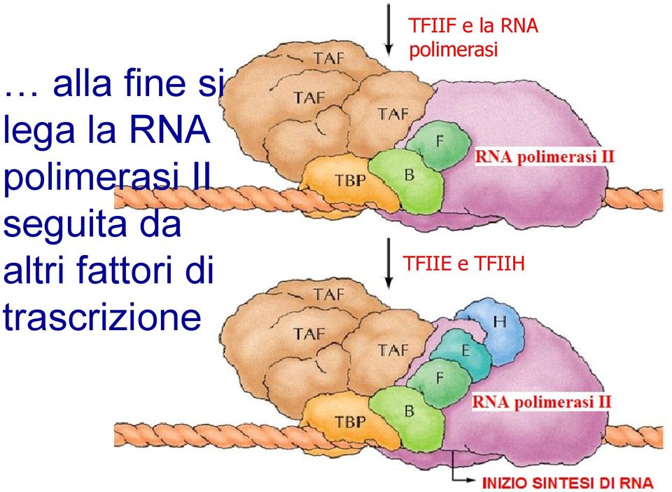 altri fattori di trascrizione