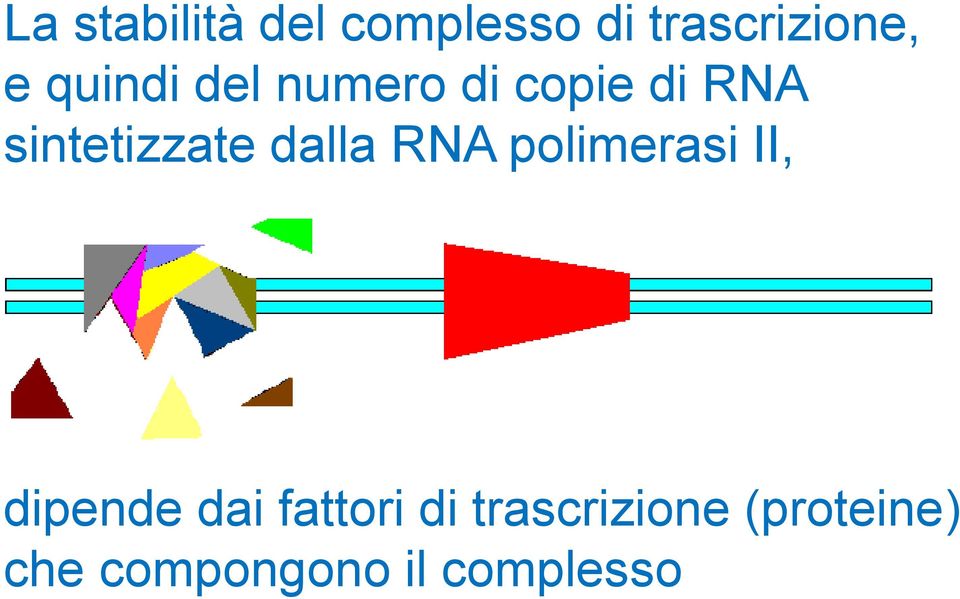 dalla RNA polimerasi II, dipende dai fattori di