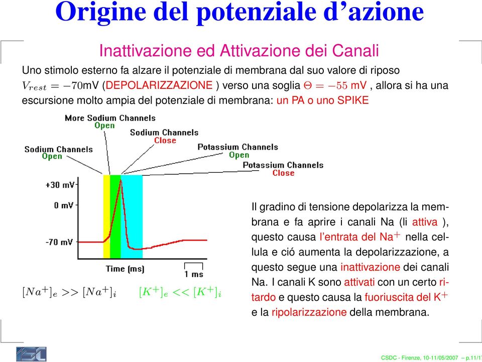 Il gradino di tensione depolarizza la membrana e fa aprire i canali Na (li attiva ), questo causa l entrata del Na + nella cellula e ció aumenta la depolarizzazione, a questo