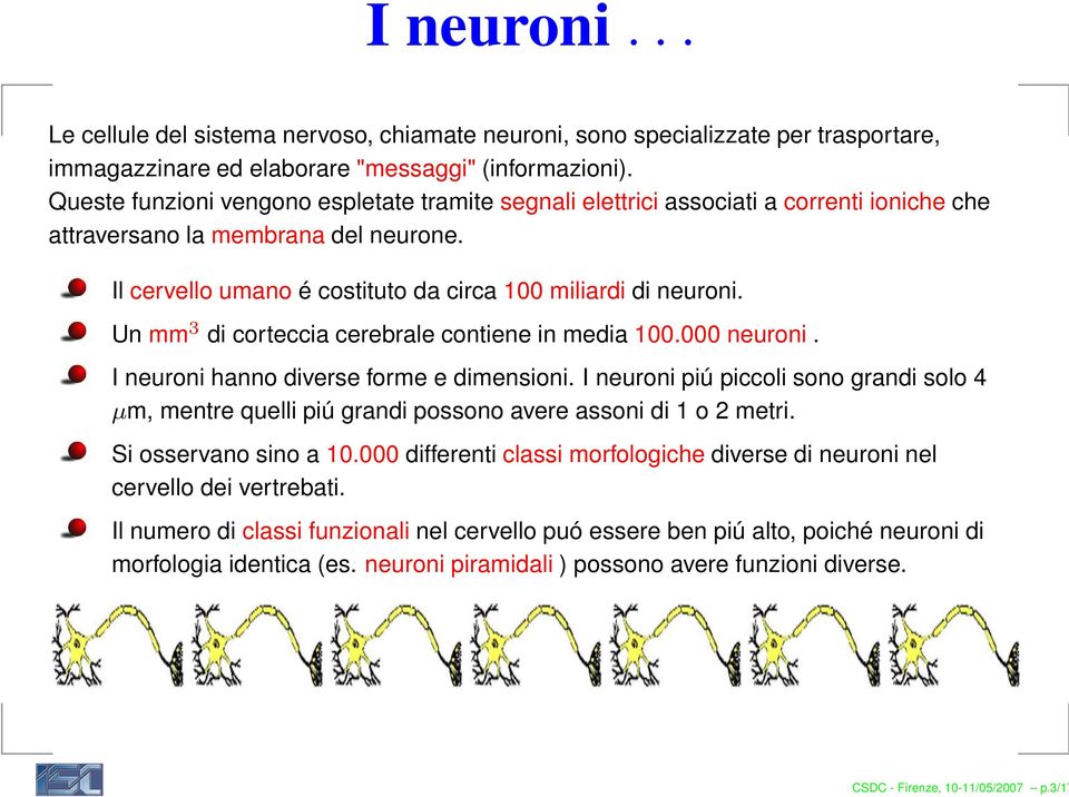 Un mm 3 di corteccia cerebrale contiene in media 100.000 neuroni. I neuroni hanno diverse forme e dimensioni.