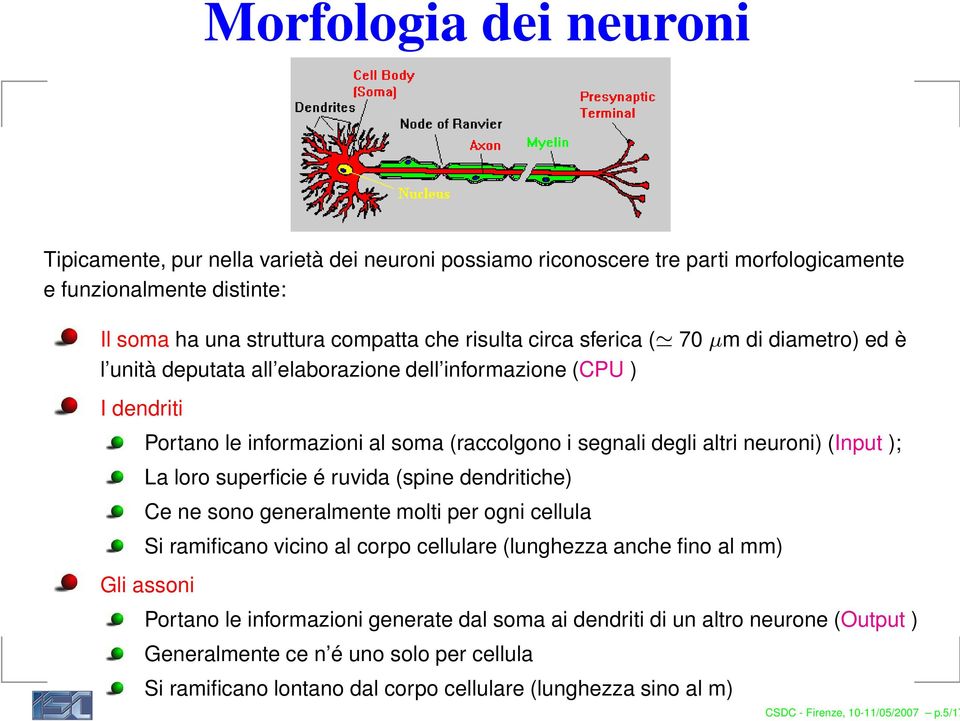 loro superficie é ruvida (spine dendritiche) Ce ne sono generalmente molti per ogni cellula Si ramificano vicino al corpo cellulare (lunghezza anche fino al mm) Gli assoni Portano le informazioni