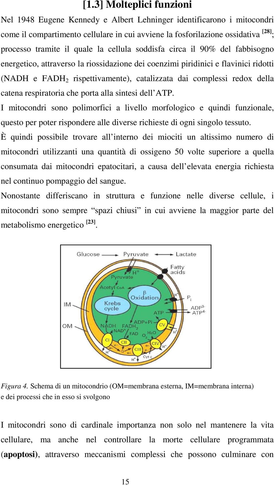 redox della catena respiratoria che porta alla sintesi dell ATP.