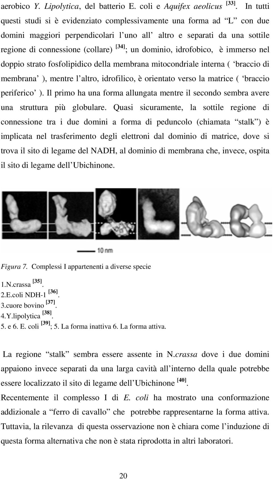 dominio, idrofobico, è immerso nel doppio strato fosfolipidico della membrana mitocondriale interna ( braccio di membrana ), mentre l altro, idrofilico, è orientato verso la matrice ( braccio