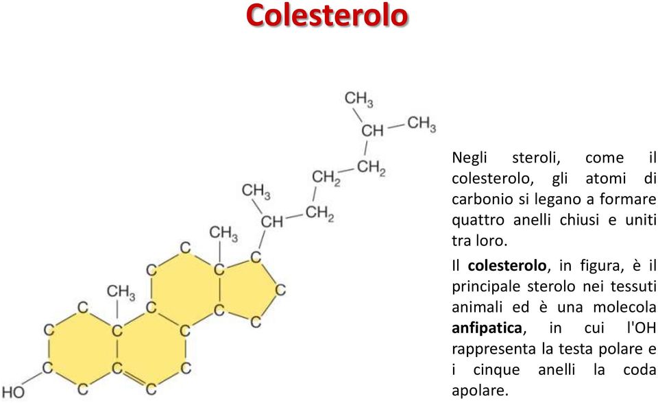 Il colesterolo, in figura, è il principale sterolo nei tessuti animali ed è