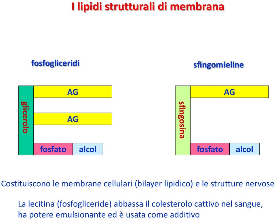lipidico) e le strutture nervose La lecitina (fosfogliceride) abbassa il