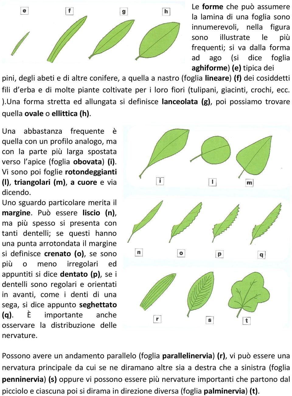 Una forma stretta ed allungata si definisce lanceolata (g), poi possiamo trovare quella ovale o ellittica (h).