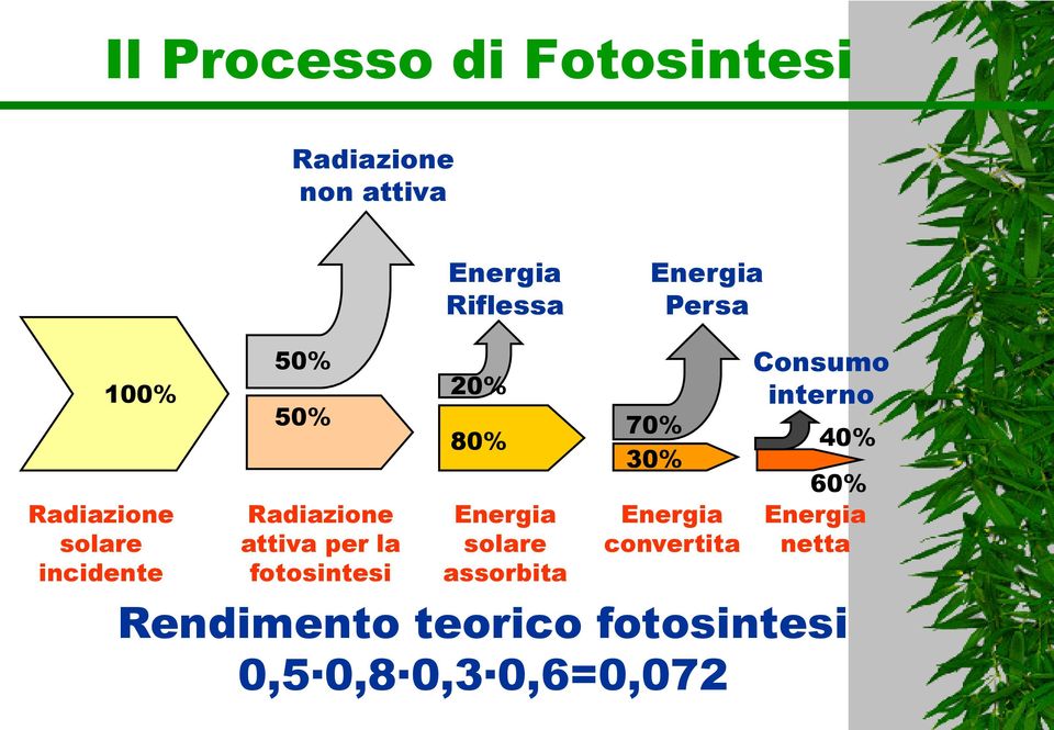 fotosintesi 20% 80% Energia solare assorbita 70% 30% Energia convertita