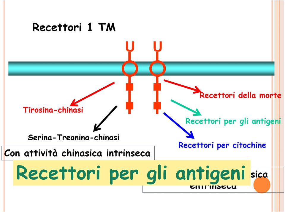 Recettori per gli antigeni Recettori per citochine