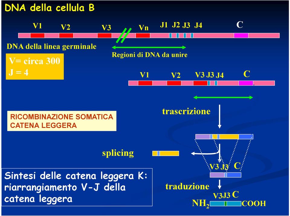 SOMATICA CATENA LEGGERA trascrizione splicing Sintesi delle catena leggera