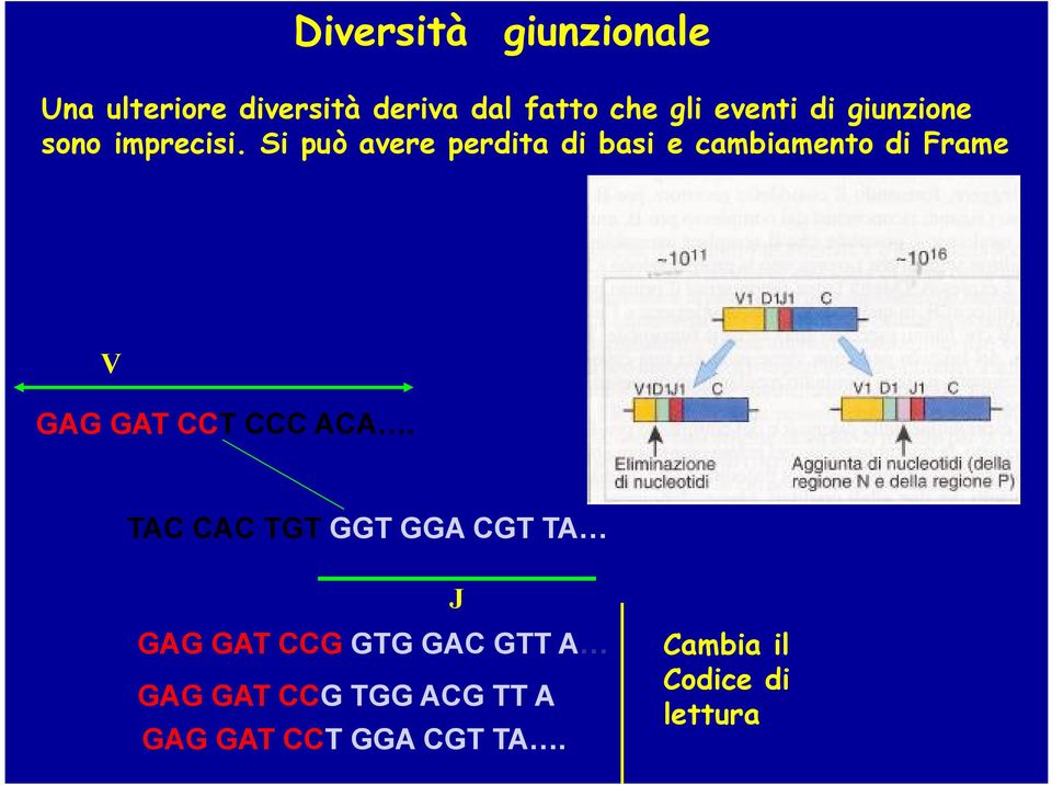 Si può avere perdita di basi e cambiamento di Frame V GAG GAT CCT CCC ACA.