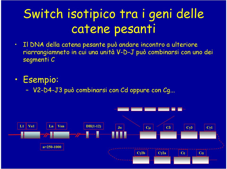 combinarsi con uno dei segmenti C Esempio: V2-D4-J3 può combinarsi con Cd