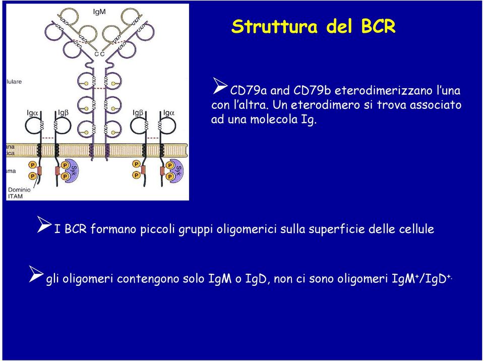 I BCR formano piccoli gruppi oligomerici sulla superficie delle