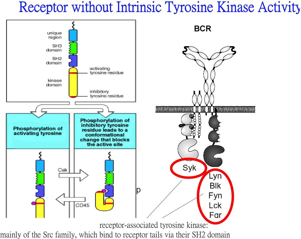 tyrosine kinase: mainly of the Src family,