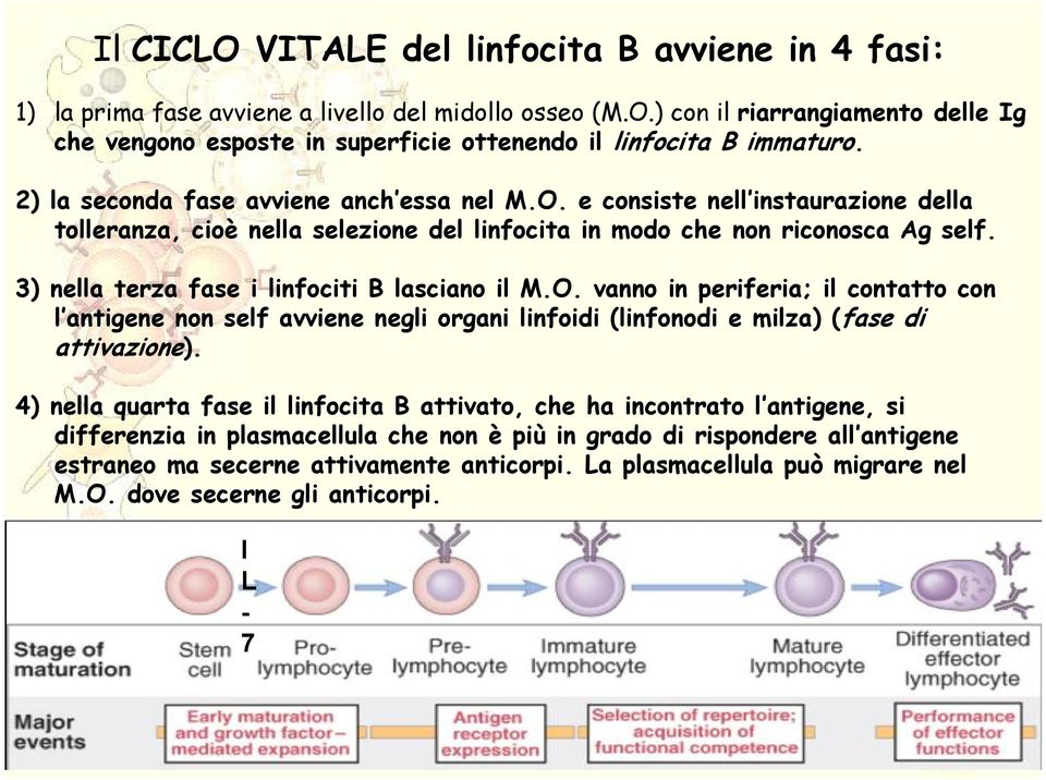 3) nella terza fase i linfociti B lasciano il M.O. vanno in periferia; il contatto con l antigene non self avviene negli organi linfoidi (linfonodi e milza) (fase di attivazione).