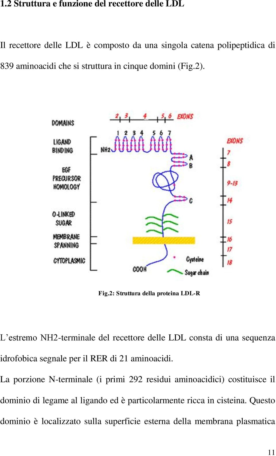 2: Struttura della proteina LDL-R L estremo NH2-terminale del recettore delle LDL consta di una sequenza idrofobica segnale per il RER di 21