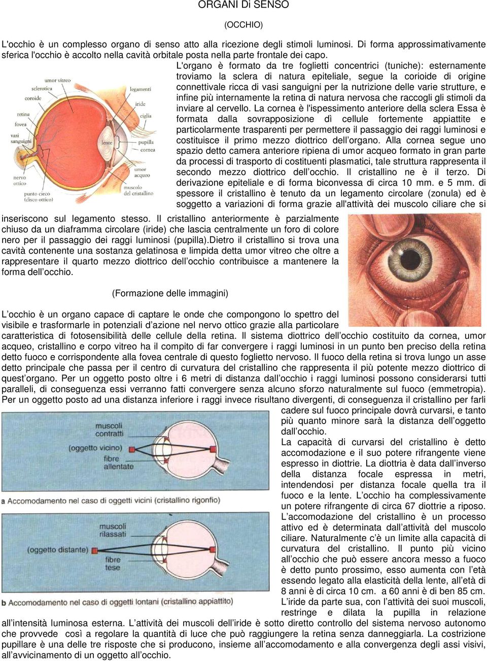 L'organo è formato da tre foglietti concentrici (tuniche): esternamente troviamo la sclera di natura epiteliale, segue la corioide di origine connettivale ricca di vasi sanguigni per la nutrizione