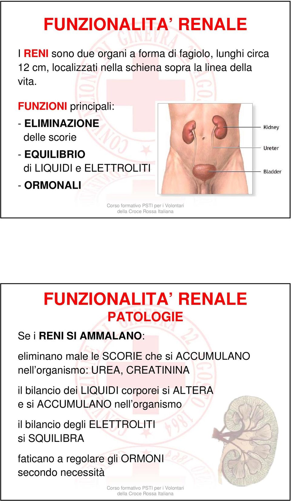 PATOLOGIE Se i RENI SI AMMALANO: eliminano male le SCORIE che si ACCUMULANO nell organismo: UREA, CREATININA il bilancio dei