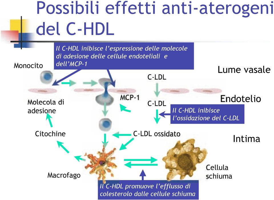 adesione MCP-1 C-LDL Il C-HDL inibisce l ossidazione del C-LDL Endotelio Citochine C-LDL