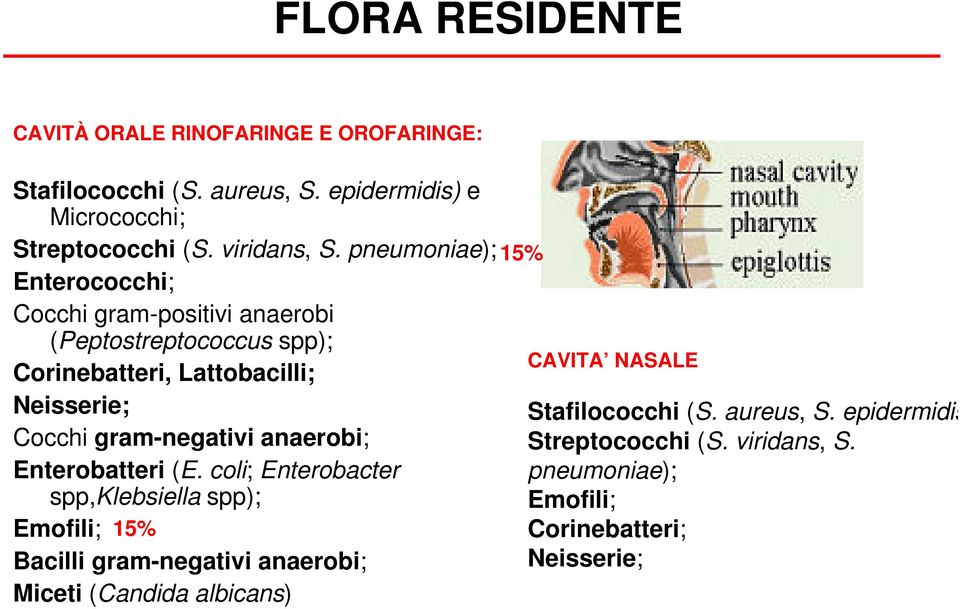 pneumoniae); Enterococchi; Cocchi gram-positivi anaerobi (Peptostreptococcus spp); Corinebatteri, Lattobacilli; Neisserie; Cocchi