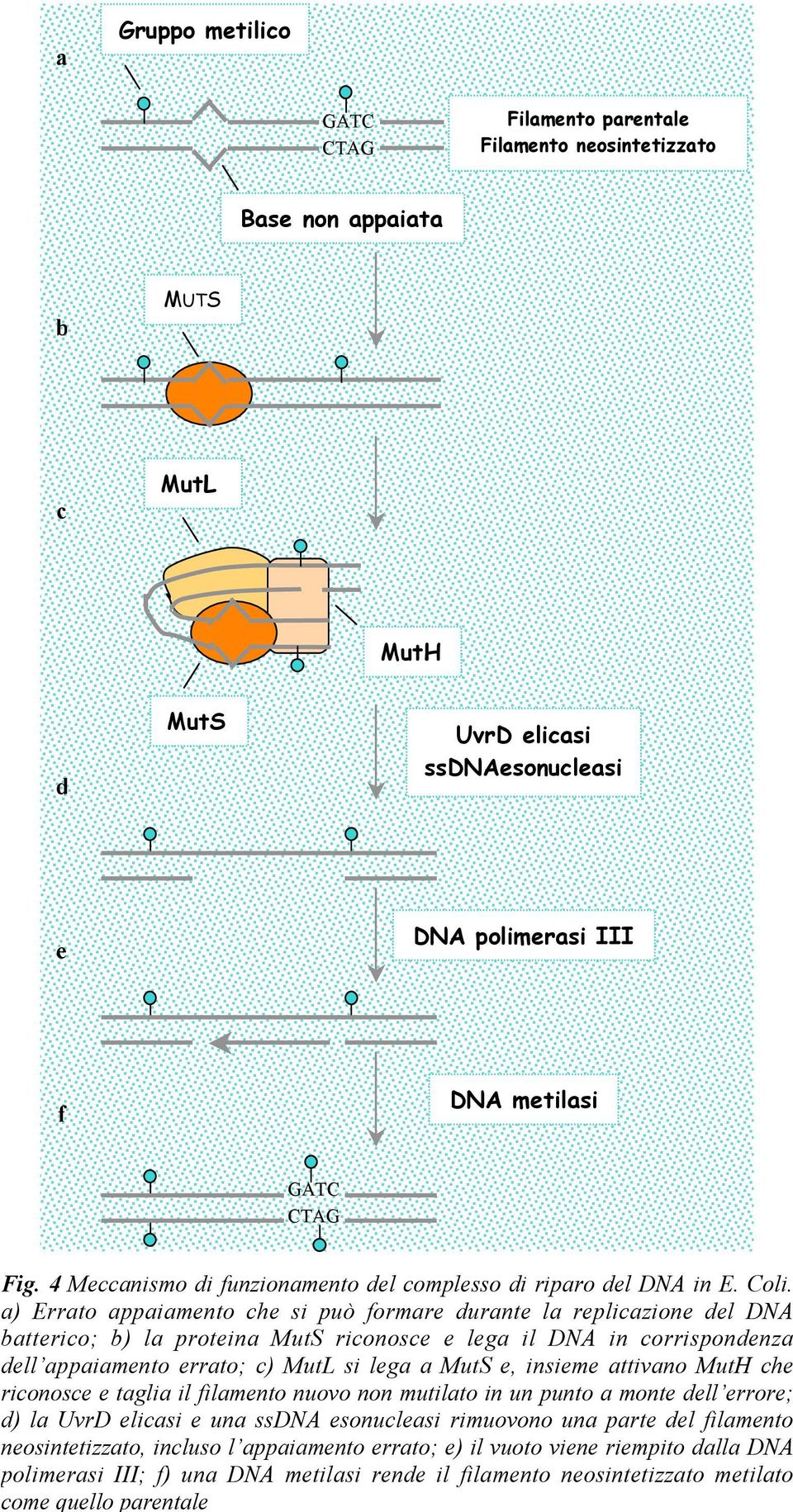 a) Errato appaiamento che si può formare durante la replicazione del DNA batterico; b) la proteina MutS riconosce e lega il DNA in corrispondenza dell appaiamento errato; c) MutL si lega a MutS e,