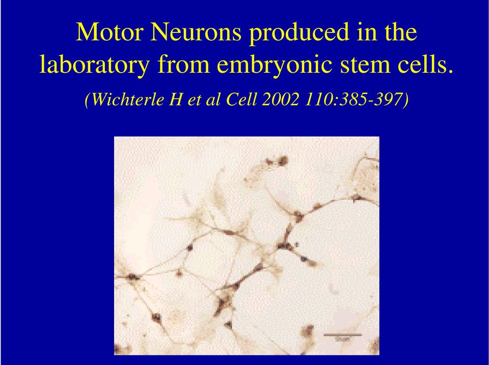 embryonic stem cells.