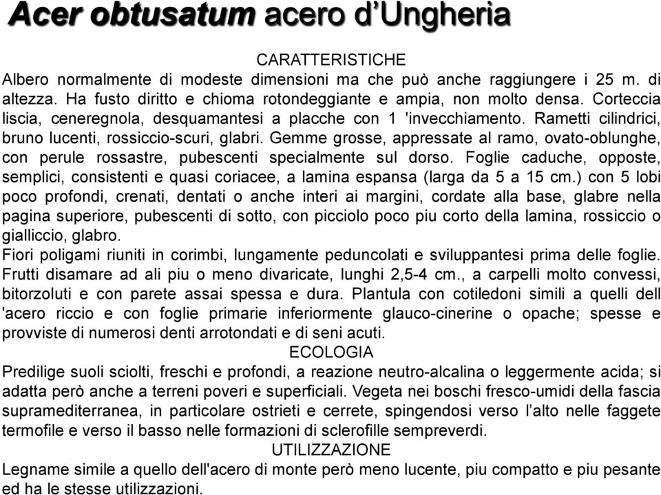 Rametti cilindrici, bruno lucenti, rossiccio-scuri, glabri. Gemme grosse, appressate al ramo, ovato-oblunghe, con perule rossastre, pubescenti specialmente sul dorso.