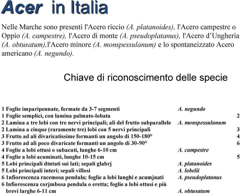 negundo 1 Foglie semplici, con lamina palmato-lobata 2 2 Lamina a tre lobi con tre nervi principali; ali del frutto subparallele A.