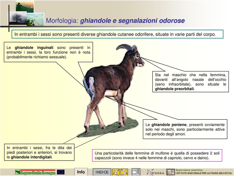 Sia nel maschio che nella femmina, davanti all angolo nasale dell occhio (seno infraorbitale), sono situate le ghiandole preorbitali.