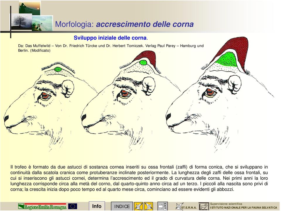 posteriormente. La lunghezza degli zaffi delle ossa frontali, su cui si inseriscono gli astucci cornei, determina l accrescimento ed il grado di curvatura delle corna.