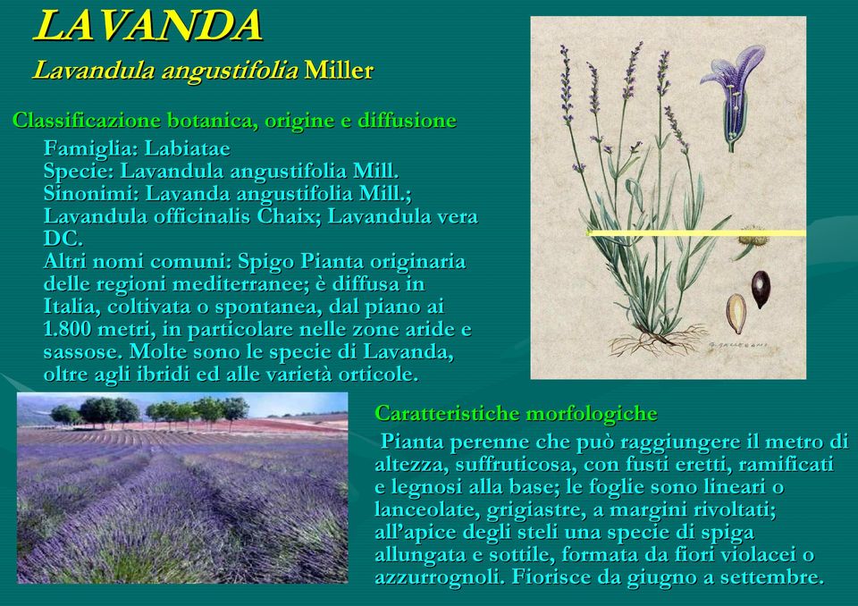 800 metri, in particolare nelle zone aride e sassose. Molte sono le specie di Lavanda, oltre agli ibridi ed alle varietà orticole.