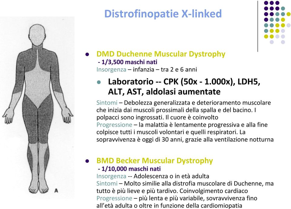 Il cuore è coinvolto Progressione la malattia èlentamente progressiva e alla fine colpisce tutti i muscoli volontari e quelli respiratori.