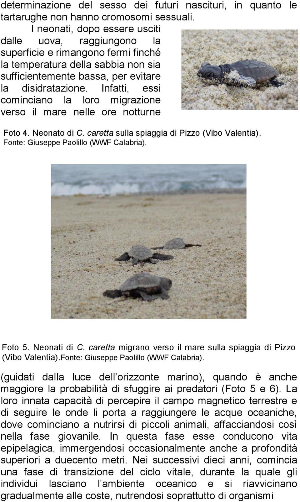 Infatti, essi cominciano la loro migrazione verso il mare nelle ore notturne Foto 4. Neonato di C. caretta sulla spiaggia di Pizzo (Vibo Valentia). Fonte: Giuseppe Paolillo (WWF Calabria). Foto 5.