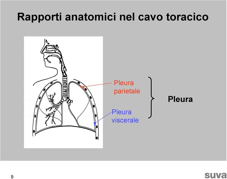 Pleura parietale