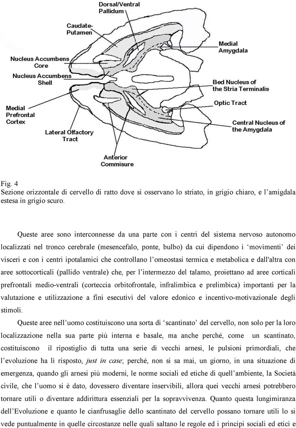 centri ipotalamici che controllano l omeostasi termica e metabolica e dall'altra con aree sottocorticali (pallido ventrale) che, per l intermezzo del talamo, proiettano ad aree corticali prefrontali