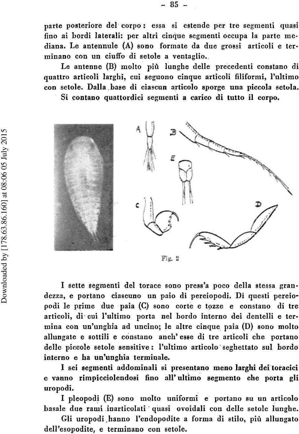 seguono cinque articoli filiformi, I'ultimo con setole. Dalla.base di ciascun articolo sporge una piccola setola, Si contano quattordici segmenti a carico di tutto il corpo.