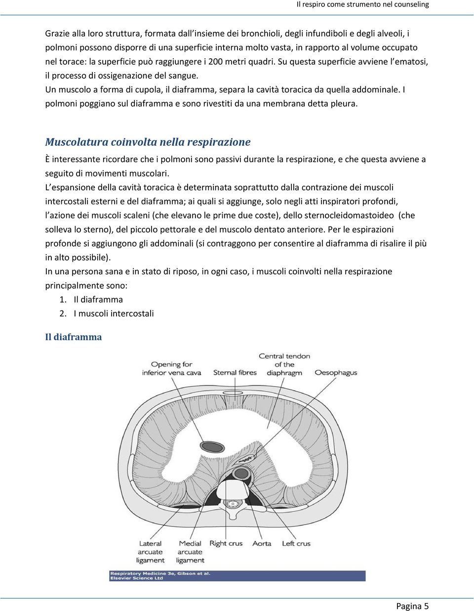 Un muscolo a forma di cupola, il diaframma, separa la cavità toracica da quella addominale. I polmoni poggiano sul diaframma e sono rivestiti da una membrana detta pleura.