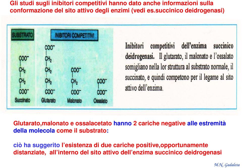 succinico deidrogenasi) Glutarato,malonato e ossalacetato hanno 2 cariche negative alle estremità