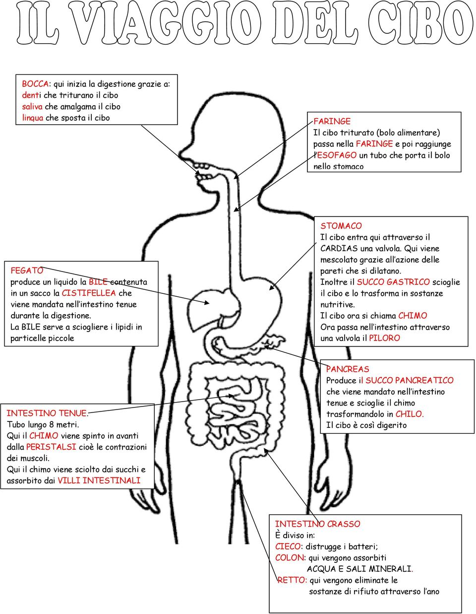 La BILE serve a sciogliere i lipidi in particelle piccole STOMACO Il cibo entra qui attraverso il CARDIAS una valvola. Qui viene mescolato grazie all azione delle pareti che si dilatano.