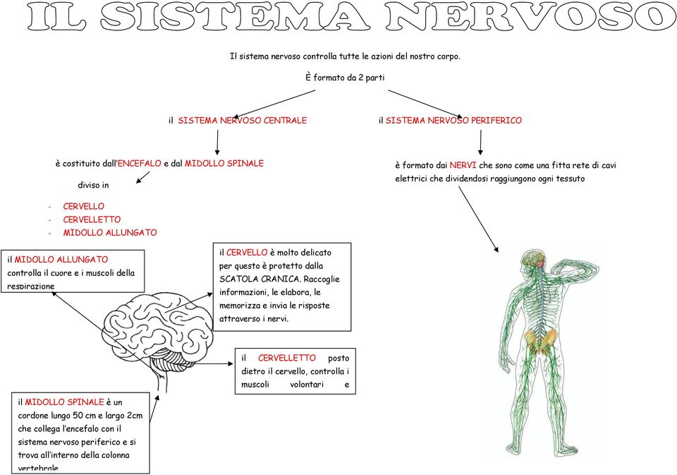 elettrici che dividendosi raggiungono ogni tessuto - CERVELLO - CERVELLETTO - MIDOLLO ALLUNGATO il MIDOLLO ALLUNGATO controlla il cuore e i muscoli della respirazione il CERVELLO è molto delicato per