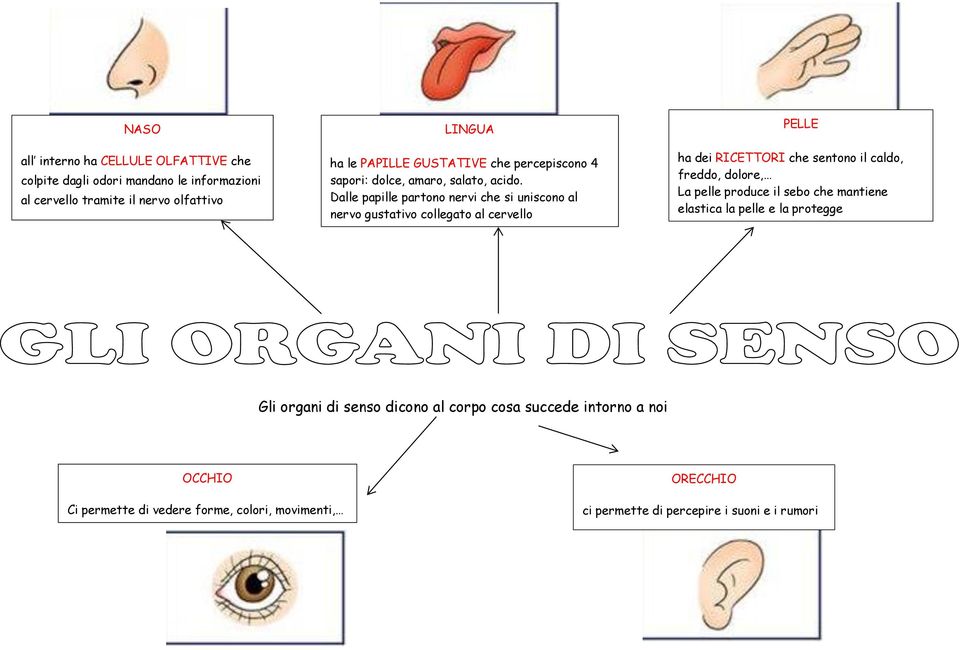 Dalle papille partono nervi che si uniscono al nervo gustativo collegato al cervello PELLE ha dei RICETTORI che sentono il caldo, freddo, dolore, La