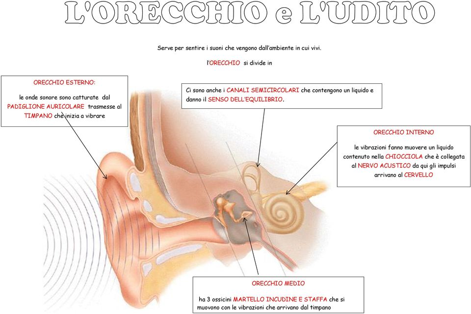 sono anche i CANALI SEMICIRCOLARI che contengono un liquido e danno il SENSO DELL EQUILIBRIO.