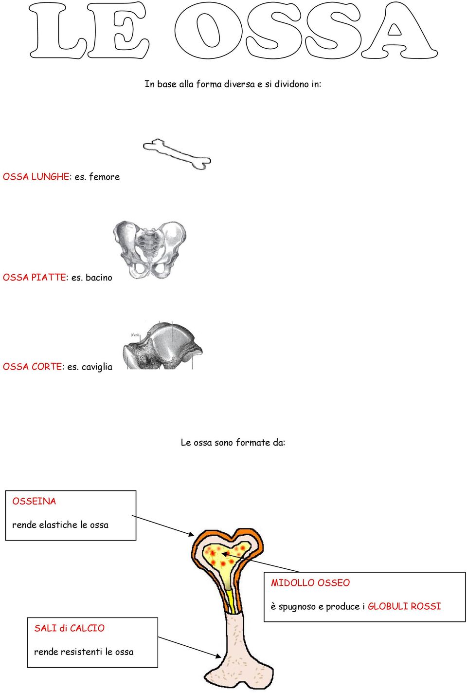 caviglia Le ossa sono formate da: OSSEINA rende elastiche le ossa