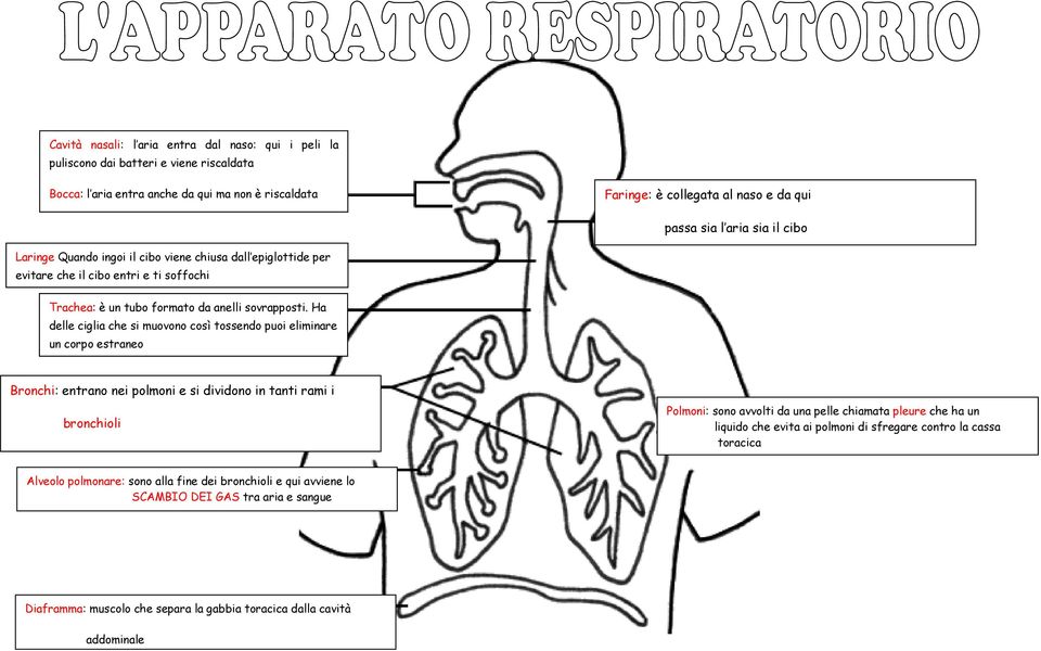 Ha delle ciglia che si muovono così tossendo puoi eliminare un corpo estraneo Bronchi: entrano nei polmoni e si dividono in tanti rami i bronchioli Polmoni: sono avvolti da una pelle chiamata pleure