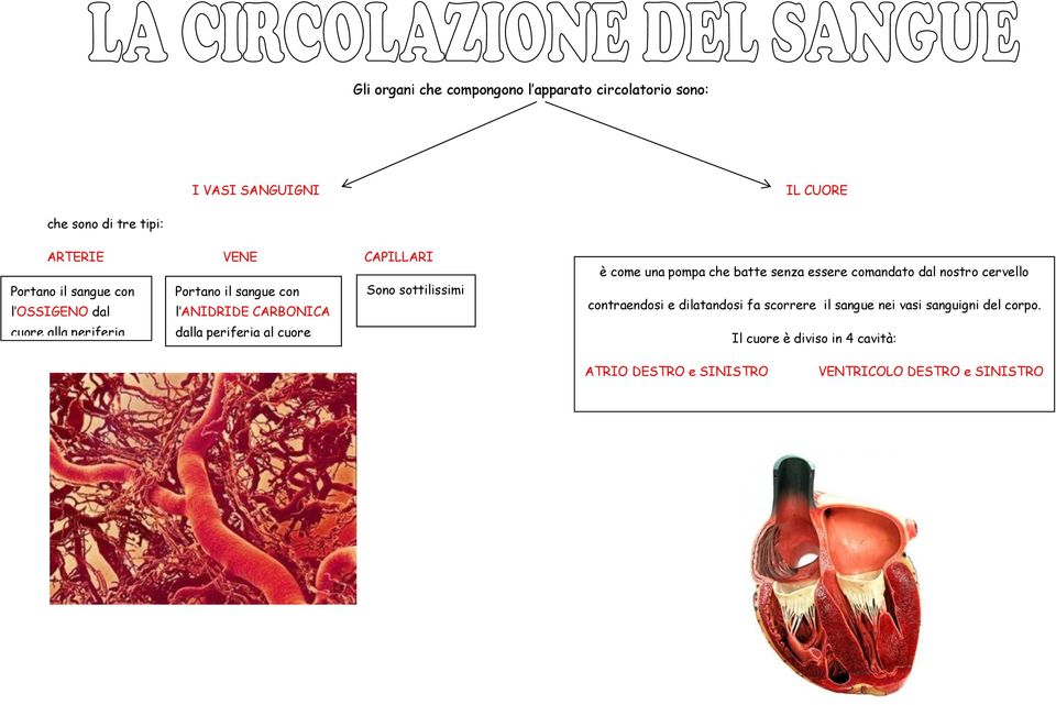 periferia al cuore Sono sottilissimi è come una pompa che batte senza essere comandato dal nostro cervello contraendosi e